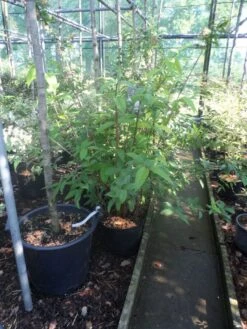 Bruidsbloem (Deutzia 'Mont Rose') -Tuinplanten Winkel deutzia mont rose c10