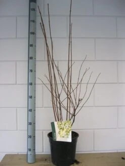 Bruidsbloem (Deutzia Scabra 'Plena') -Tuinplanten Winkel deutzia scabra plena c7 okt