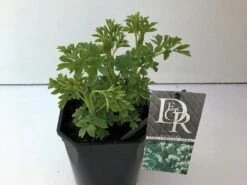 Gebroken Hartjes (Dicentra Spectabilis 'Alba') -Tuinplanten Winkel dicentra spectabilis alba v2