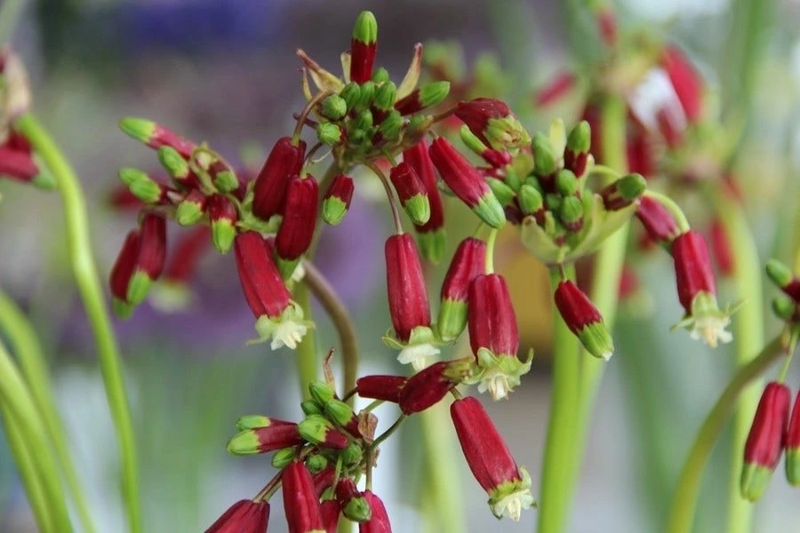 Vuurwerkbloem (Dichelostemma Ida-maia) 3 Vuurwerkbloem (Dichelostemma Ida-maia)