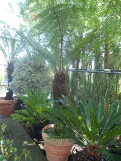 Boomvaren (Dicksonia Antarctica) -Tuinplanten Winkel dicksonia antarctica 100 120stam