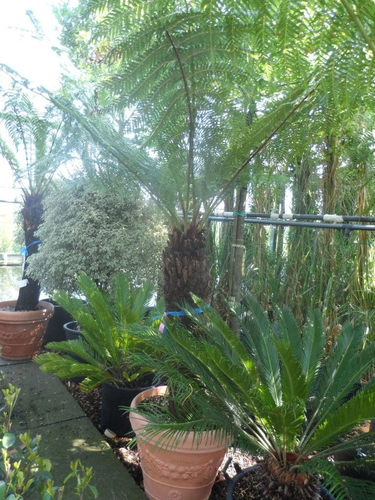 Grote Boomvaren (Dicksonia Antarctica) 11 Grote Boomvaren (Dicksonia Antarctica) - Afbeelding 9