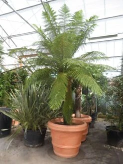 Grote Boomvaren (Dicksonia Antarctica) 25 Grote Boomvaren (Dicksonia Antarctica) -Tuinplanten Winkel dicksonia antarctica 160stam extra 1