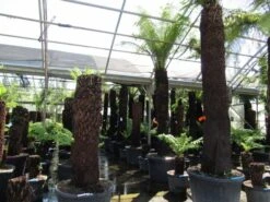 Boomvaren (Dicksonia Antarctica) -Tuinplanten Winkel dicksonia antarctica 2
