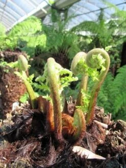 Boomvaren (Dicksonia Antarctica) -Tuinplanten Winkel dicksonia antarctica 3