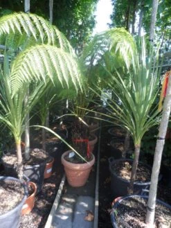 Boomvaren (Dicksonia Antarctica) -Tuinplanten Winkel dicksonia antarctica 40stam cont