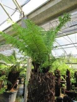 Grote Boomvaren (Dicksonia Antarctica) 29 Grote Boomvaren (Dicksonia Antarctica) -Tuinplanten Winkel dicksonia antarctica 4 1