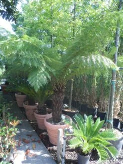 Grote Boomvaren (Dicksonia Antarctica) 22 Grote Boomvaren (Dicksonia Antarctica) -Tuinplanten Winkel dicksonia antarctica 70 80stam 1
