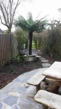 Boomvaren (Dicksonia Antarctica) -Tuinplanten Winkel dicksonia antartica