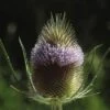 Grote Kaardebol (Dipsacus Fullonum) -Tuinplanten Winkel difullon 1
