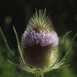 Grote Kaardebol (Dipsacus Fullonum)