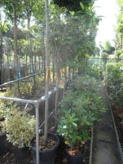 Kaki (Diospyros Kaki) -Tuinplanten Winkel diospyros kaki halfstam 12 14