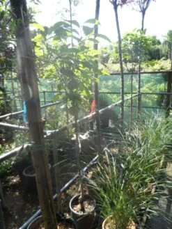 Kaki (Diospyros Kaki) -Tuinplanten Winkel diospyros kaki halfstam 5 6 8 c10