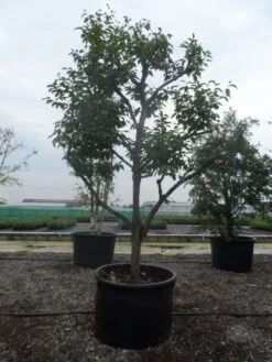 Kaki (Diospyros Kaki) -Tuinplanten Winkel diospyros kaki muscat solitair