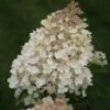 Hortensia (Hydrangea Paniculata 'Grandiflora') 2 Hortensia (Hydrangea Paniculata 'Grandiflora') -Tuinplanten Winkel divers 029
