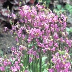 Twaalfgodenkruid (Dodecatheon Meadia)