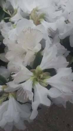 Dwergrhododendron (Rhododendron 'Dora Amateis') -Tuinplanten Winkel dora ameteis2