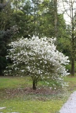 Stermagnolia Op Stam (Magnolia Stellata)