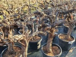 Druif, Op Stam (Vitis Vinifera) -Tuinplanten Winkel druifopstamvitisvinifera02 1