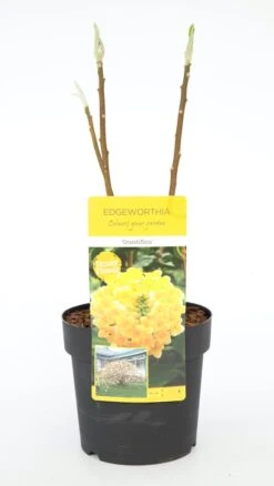 Papierstruik (Edgeworthia Chrysantha) -Tuinplanten Winkel dsc 0189
