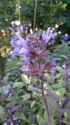 Salie (Salvia Officinalis 'Purpurascens') -Tuinplanten Winkel dsc 0529