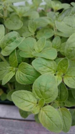 Hyssop (Hyssopus Officinalis) BIO -Tuinplanten Winkel dsc 0569 1