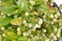 BerryBux Blauwe Bes (Vaccinium Angustifolium ’BerryBux') -Tuinplanten Winkel dsc 5973