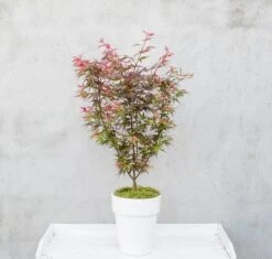 Japanse Esdoorn (Acer Palmatum 'Shaina') 12 Japanse Esdoorn (Acer Palmatum 'Shaina') -Tuinplanten Winkel dsc 8156