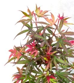 Japanse Esdoorn (Acer Palmatum 'Shaina') 11 Japanse Esdoorn (Acer Palmatum 'Shaina') -Tuinplanten Winkel dsc 8195