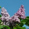 Sering (Syringa Vulgaris 'Duc De Massa') -Tuinplanten Winkel duc de massa