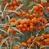 Duindoorn (Hippophae Rhamnoides ‘Polmix’) -Tuinplanten Winkel duindoorn01