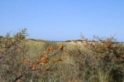Duindoorn (Hippophae Rhamnoides) -Tuinplanten Winkel duindoorn 1