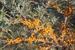 Duindoorn (Hippophae Rhamnoides) -Tuinplanten Winkel duindoorn 5