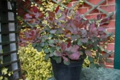 Pruikenboom (Cotinus Coggygria 'Dusky Maiden') 11 Pruikenboom (Cotinus Coggygria 'Dusky Maiden') -Tuinplanten Winkel dusky maiden in pot