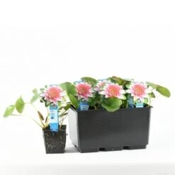 Waterlelie (Nymphaea 'Attraction') 12 Waterlelie (Nymphaea 'Attraction') -Tuinplanten Winkel e 11800 p11w nymphaea attraction tb