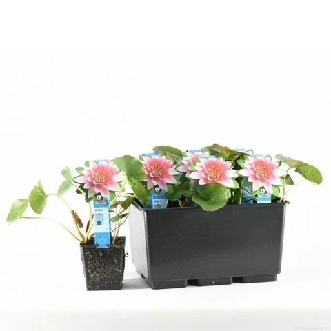 Waterlelie (Nymphaea 'Attraction') 7 Waterlelie (Nymphaea 'Attraction') - Afbeelding 5