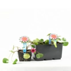 Waterlelie (Nymphaea 'Laydekeri Lilacea') -Tuinplanten Winkel e 11970 p11w nymphaea laydekeri lilacea tb