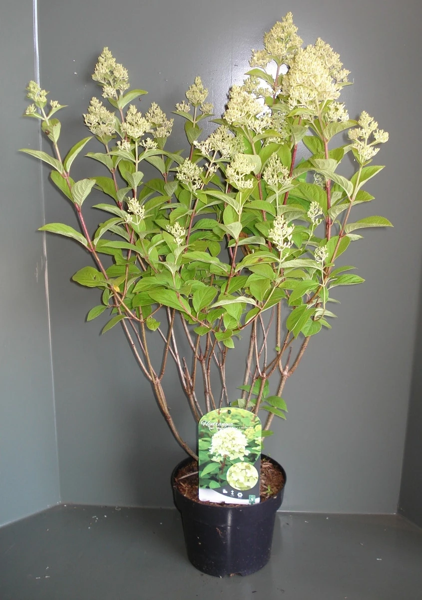 Pluimhortensia (Hydrangea Paniculata 'Magical Candle') 4 Pluimhortensia (Hydrangea Paniculata 'Magical Candle') - Afbeelding 2