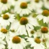 Zonnehoed (Echinacea Purpurea 'Pow Wow White') -Tuinplanten Winkel echinacea pow wow white