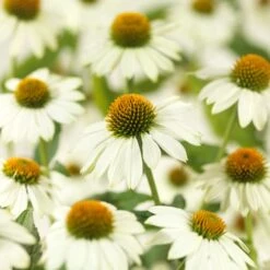 Zonnehoed (Echinacea Purpurea 'Pow Wow White')