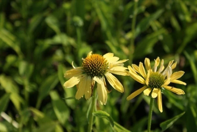 Zonnehoed (Echinacea Purpurea 'Sunrise') 8 Zonnehoed (Echinacea Purpurea 'Sunrise') - Afbeelding 6