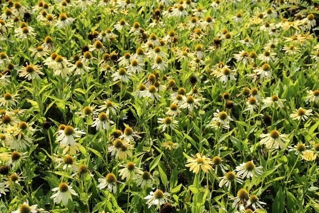 Zonnehoed (Echinacea Purpurea 'Sunrise') 4 Zonnehoed (Echinacea Purpurea 'Sunrise') - Afbeelding 2