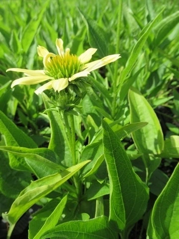 Zonnehoed (Echinacea Purpurea 'Sunrise') 17 Zonnehoed (Echinacea Purpurea 'Sunrise') - Afbeelding 15