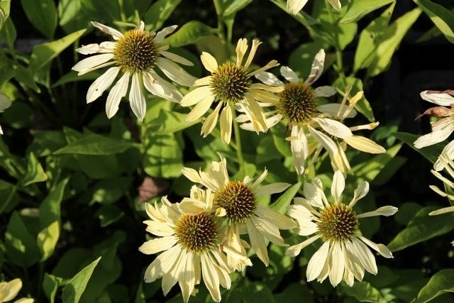 Zonnehoed (Echinacea Purpurea 'Sunrise') 7 Zonnehoed (Echinacea Purpurea 'Sunrise') - Afbeelding 5