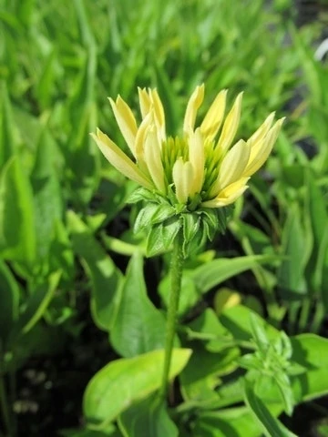 Zonnehoed (Echinacea Purpurea 'Sunrise') 16 Zonnehoed (Echinacea Purpurea 'Sunrise') - Afbeelding 14