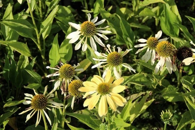 Zonnehoed (Echinacea Purpurea 'Sunrise') 9 Zonnehoed (Echinacea Purpurea 'Sunrise') - Afbeelding 7