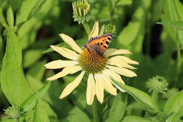 Zonnehoed (Echinacea Purpurea 'Sunrise') 5 Zonnehoed (Echinacea Purpurea 'Sunrise') - Afbeelding 3