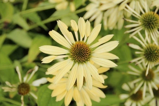 Zonnehoed (Echinacea Purpurea 'Sunrise') 6 Zonnehoed (Echinacea Purpurea 'Sunrise') - Afbeelding 4