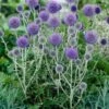 Kogeldistel (Echinops Ritro 'Platinum Blue') 1 Kogeldistel (Echinops Ritro 'Platinum Blue') -Tuinplanten Winkel echinops ritro platinum blue