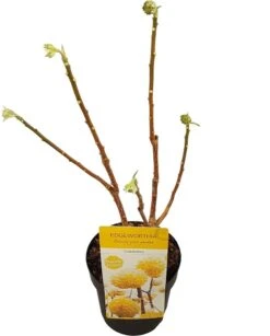 Papierstruik (Edgeworthia Chrysantha) -Tuinplanten Winkel edgeworthia chrys. grandiflora c3